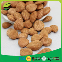 High quality organic china apricot nut apricot kernel